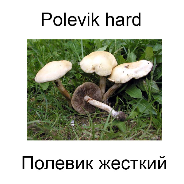 Виды грибов на английсуом